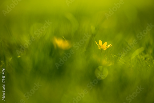 Softe Aufnahme von Scharbockskraut mit gelber Blüte. photo