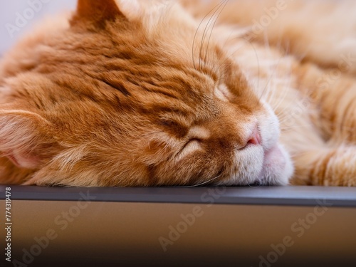 A Portrait of a sleeping ginger Maine Coon cat. Close-up. © rosinka79