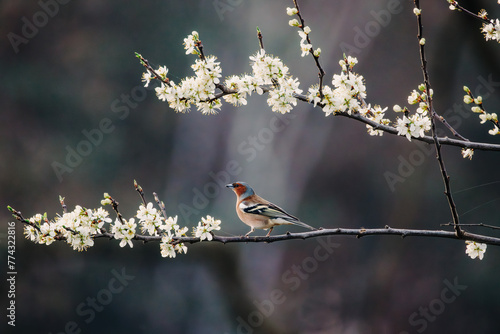 Chaffinch on a branch with spring flowers