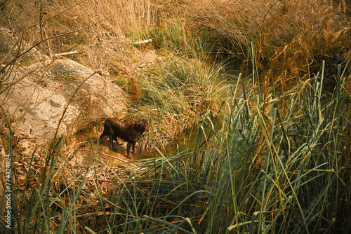 Munsterlander dog hunting in a wet area among vegetation.