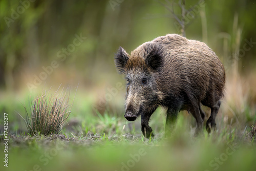 Wild boar close up ( Sus scrofa ) © Piotr Krzeslak