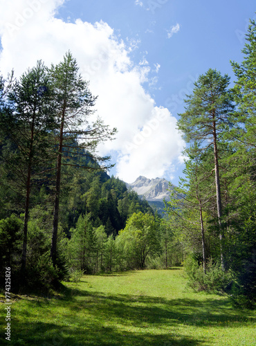 Landschaftsschutzgebiete in Tirol. Waldwanderwege durch Almen, Alpengras und -flora wiesen. Ahorn-, Buchen-, Tannen- und Zirbenwälder entlang des Gerntals zwischen Pletzachalm und Gernalm
 photo