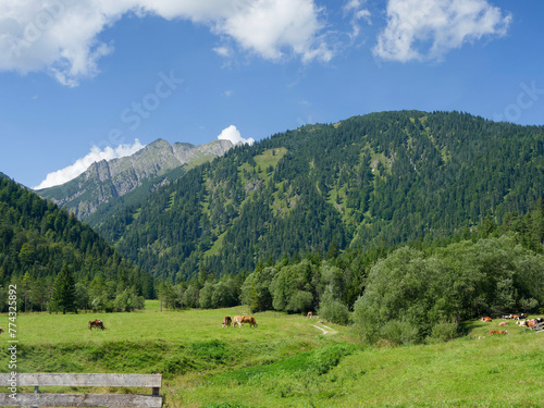 Naturpark Karwendel am Achensee. Grüne Wiesen und Almen der Pletzachalm im Gerntal, am Fuße der Wasserwand, Pasillalm und Feilalm mit Blick auf die Mondscheinspitze
 photo