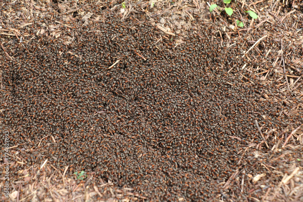 Forest ants in an anthill Forest ants in an anthill