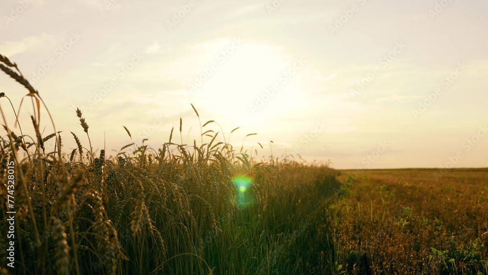 Fototapeta premium Yellow wheat field, ears of wheat swaying in wind. Golden ears of grain slowly sway in wind closeup. Ripening wheat field on summer evening. Agricultural industry. Ripe wheat harvest. Growing grain