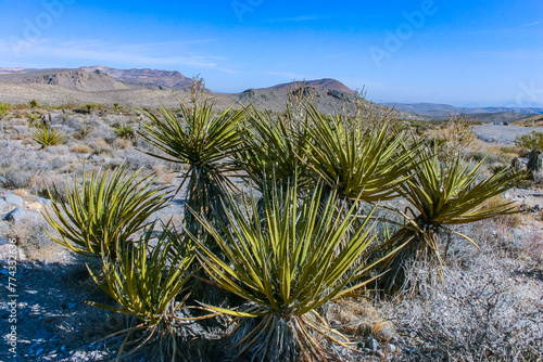 Yucca brevifolia tree, spiny cacti and other desert plants in rock desert in the foothills, California photo