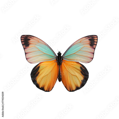 A close up of a butterfly with orange and blue wings