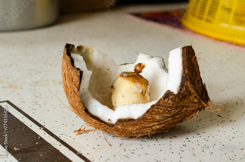The Sprouting Part Of A Coconut