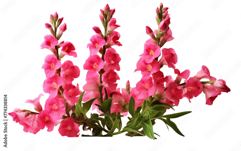 A cluster of delicate pink flowers blooms against a pristine white backdrop A cluster of delicate pink flowers blooms against a pristine white backdrop