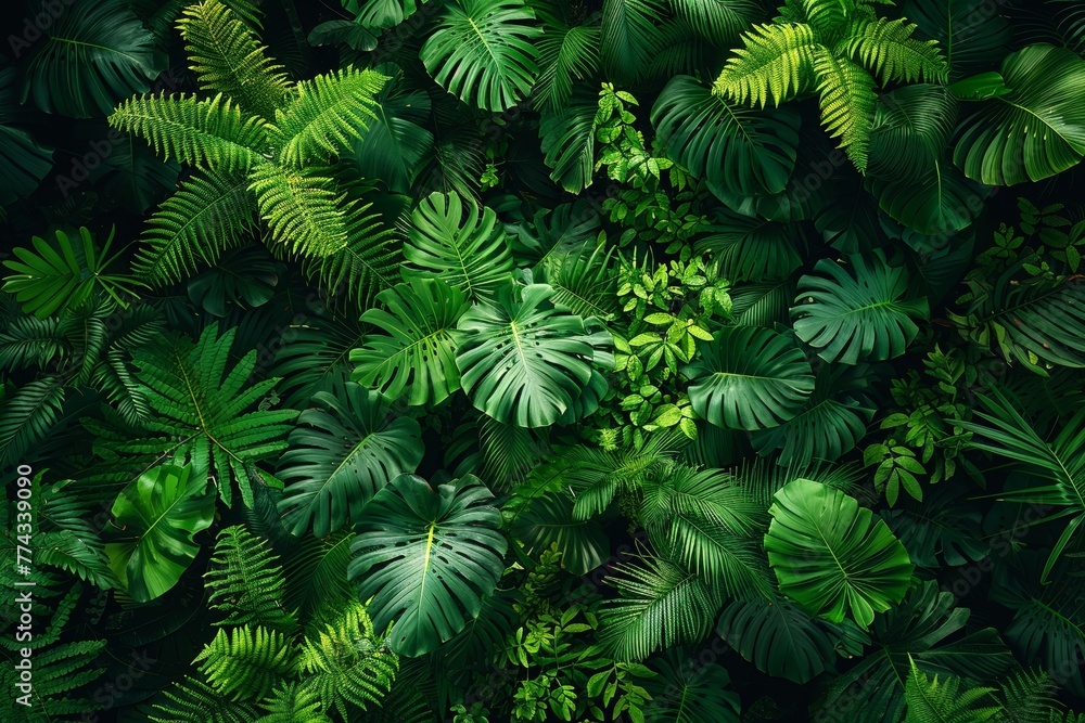 Canopy of lush greenery in a dense rainforest overhead