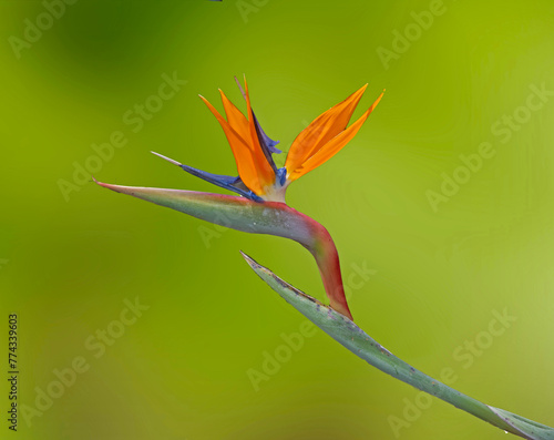 Close up of crane,flower photo