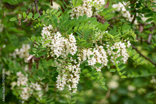 White acacia branch flowers. Edible black locust tree flowers