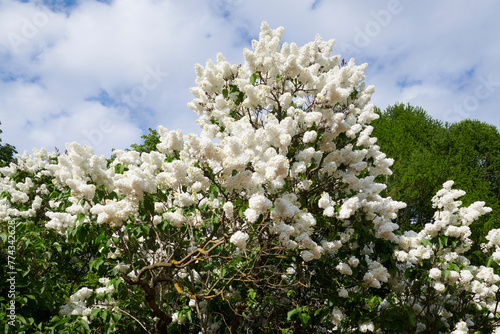 Moscow. Botanical Garden of Moscow State University. White lilac Mont Blanc, 1915.