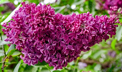 Moscow. Botanical Garden of Moscow State University. Bunch of lilacs
