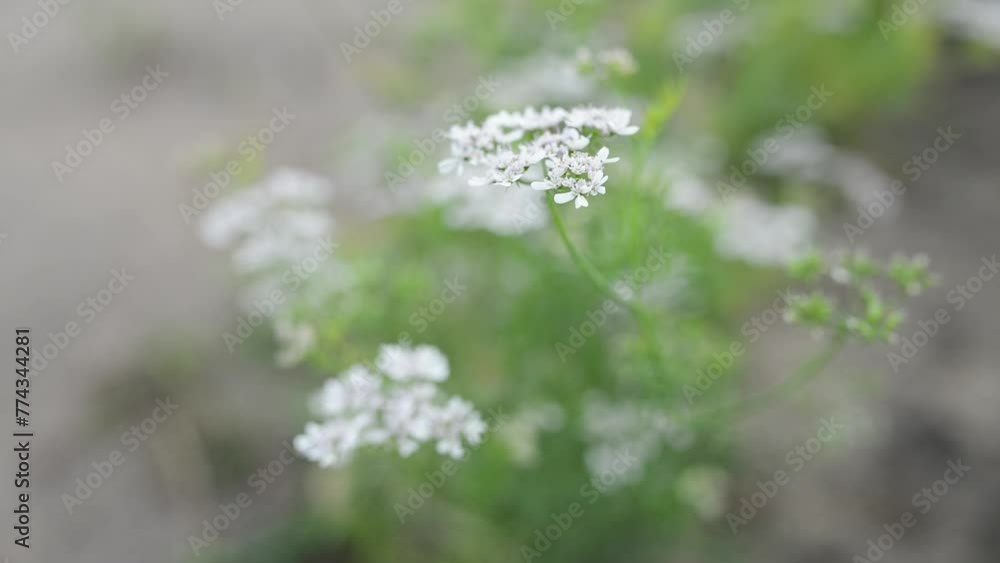 Coriander is annual herb in family Apiaceae. It is Chinese parsley, dhania, or cilantro. All parts of plant are edible, but fresh leaves and dried seeds Coriander is annual herb in family Apiaceae. It is Chinese parsley, dhania, or cilantro. All parts of plant are edible, but fresh leaves and dried seeds