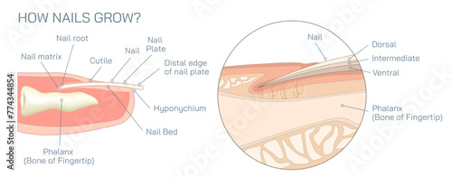 Structure and diagram of finger nail. Cross section and anatomy of nail vector illustration. Biology students study material and graphic lessons of nail anatomy. photo
