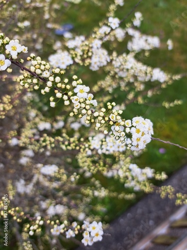 blossom in spring