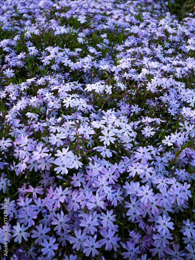 Naklejka premium Field with purple Daisy flowers