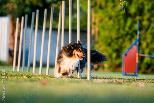 Sheltie agility dog