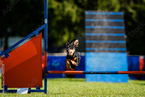 Miniature pinsche dog