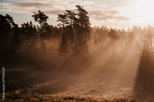 misty morning in the forest