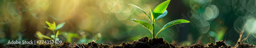 Sustainability banner, wide background, climate change wallpaper