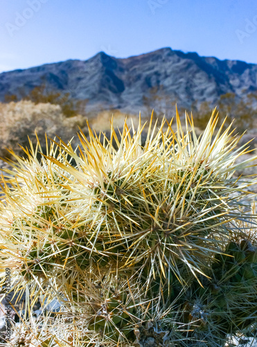 Teddy bear cholla (Cylindropuntia bigelovii), cactus with tenacious yellow spines, numerous in the Sonoran Desert, California