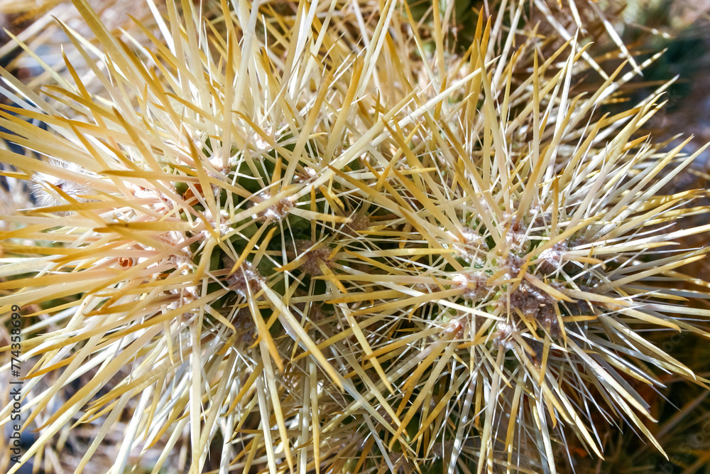 Fototapeta premium Teddy bear cholla (Cylindropuntia bigelovii), cactus with tenacious yellow spines, numerous in the Sonoran Desert, California