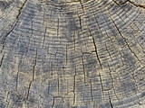 Old tree trunk background texture