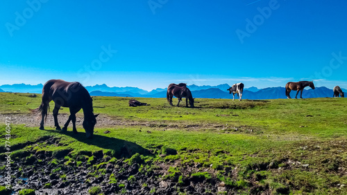 Herd of wild horses grazing on alpine meadow with scenic view of magical mountain of Karawanks and Julian Alps seen from Goldeck, Latschur group, Carinthia, Austria. Wanderlust Austrian Alps in summer photo