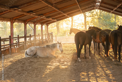 horses herd resting in paddock paradise 