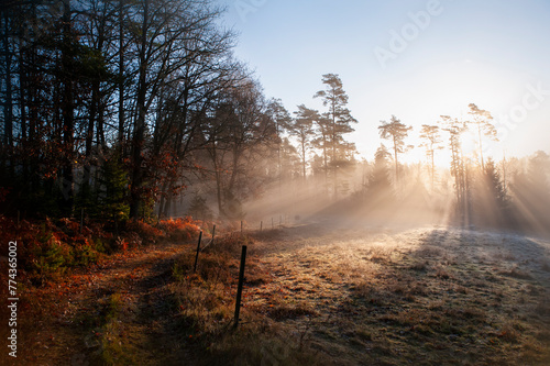 morning in the forest
