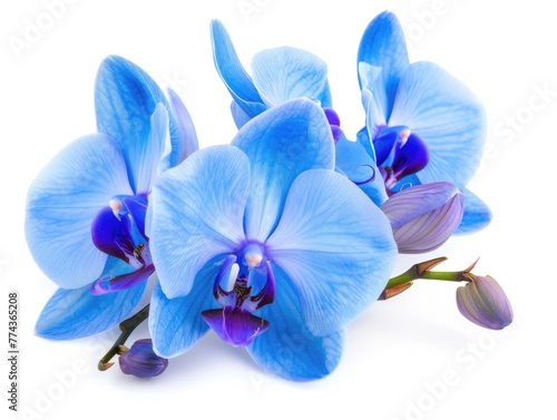 Blue Orchid - Beautiful Flower Head Isolated on White Background  Perfect for Spring   Nature Plant-themed Designs