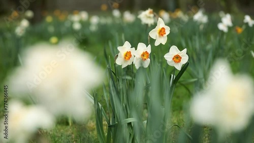pole narcyzów, białe narcyze, white narcissi	