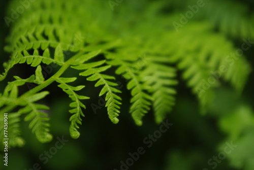 Detail of fern playing with the shape of the leaves and limited focus and blur in the background. Zen style. Nature