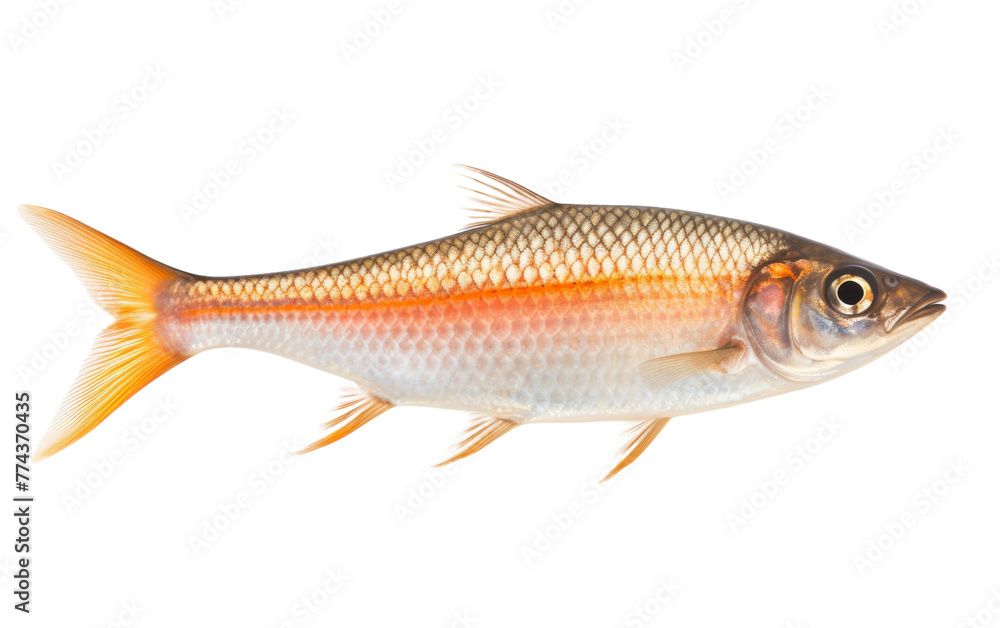 A fish gracefully swims through the crystal-clear water A fish gracefully swims through the crystal-clear water