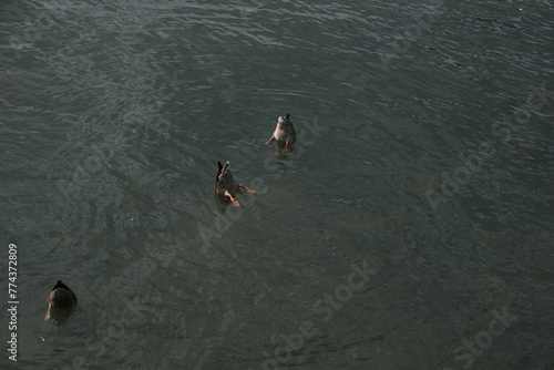 Ducks in the Water