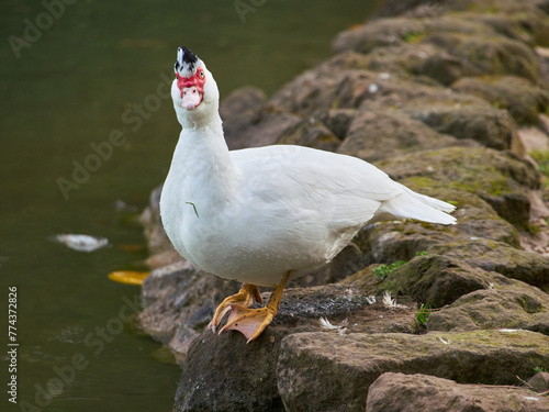 White duck with red beak at Villa Borghese city park in Rome, Italy	