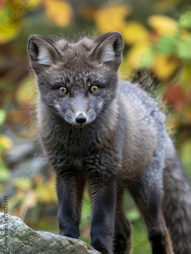 Solitary Arctic fox with autumnal forest backdrop.