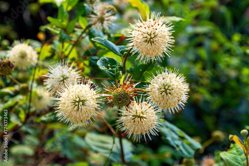 Buttonbush, also known as Cephalanthus occidentalis is a native North American plant whose medicinal properties have been used by indigenous people and Native Americans.