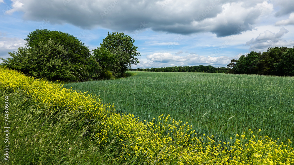 Fototapeta premium Rapsfeld mit dunklen Wolken