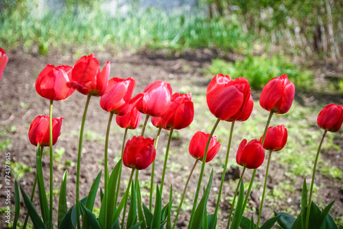 A Tulips on nature in park background © Kostia