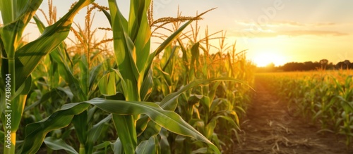Corn cobs in corn plantation field with sunrise photo