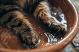Cat cleans paws in water bowl