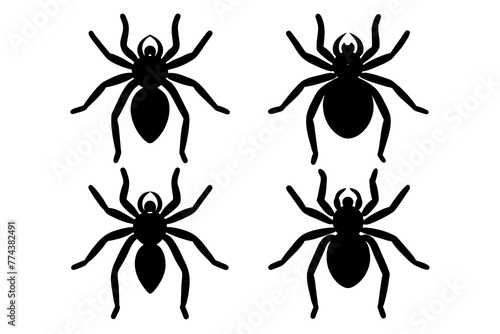 spider vector illustration