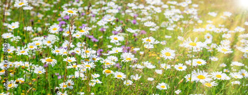 White flowers daisies on green spring field, panorama flower landscape