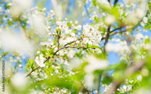 Cherry tree white flowers with green spring leaves background and blue sky