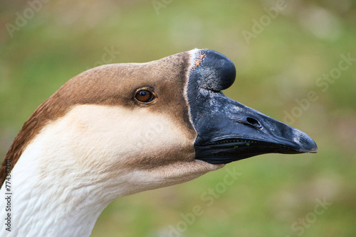 Goose with black beak at Villa Borghese city park in Rome, Italy 
