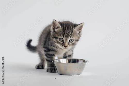 Cute grey British tabby kitten with tail up by metal bowl looking at camera on white background getting ready to eat © VolumeThings