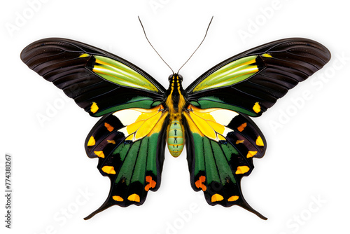 Beautiful Priam's green Birdwing butterfly isolated on a white background with clipping path photo